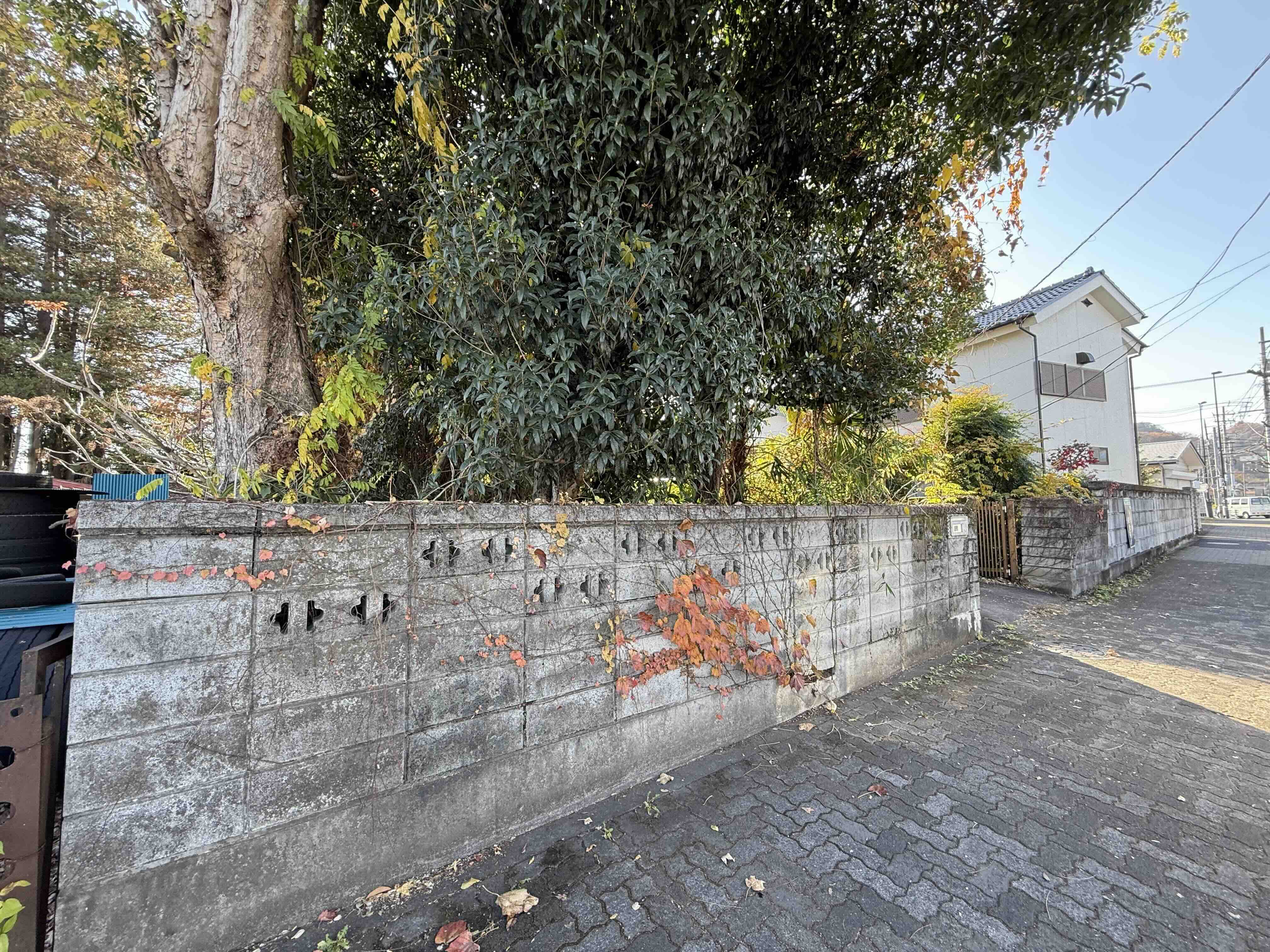 令和7年12月撮影 令和7年12月撮影